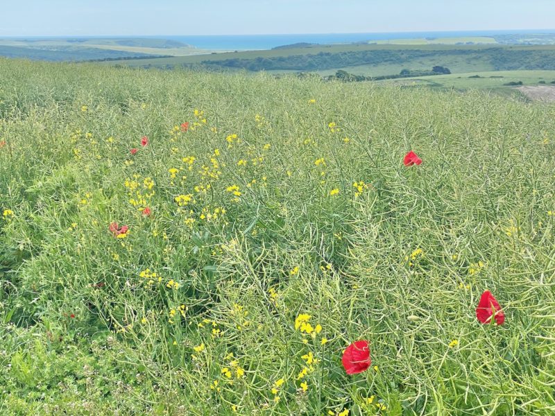 South Downs Way. Image © PlanetSKI